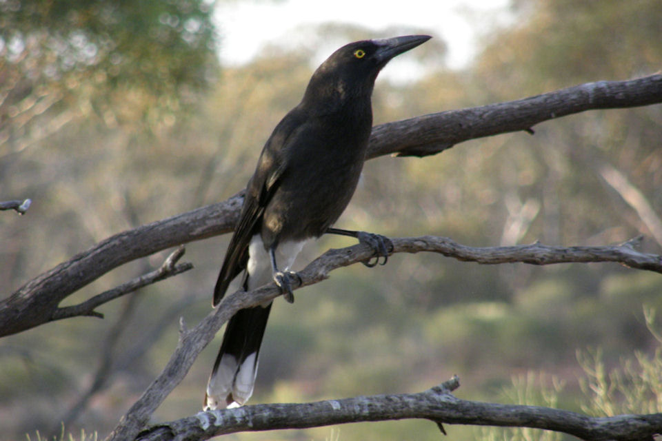 Grey Currawong (Strepera versicolor)